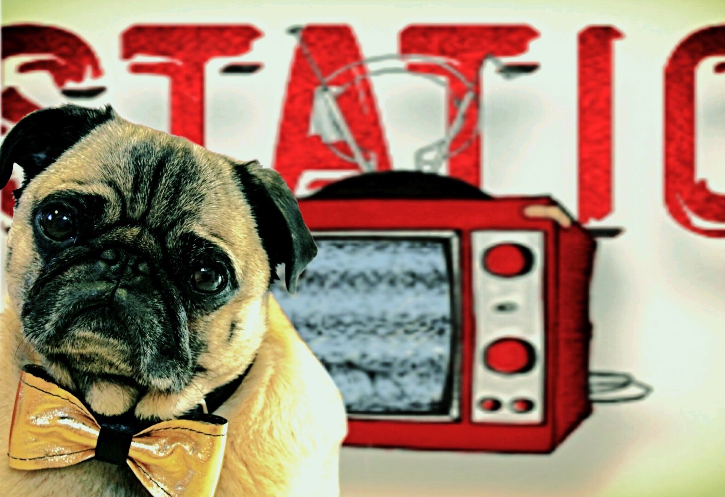 Igor Pugdog