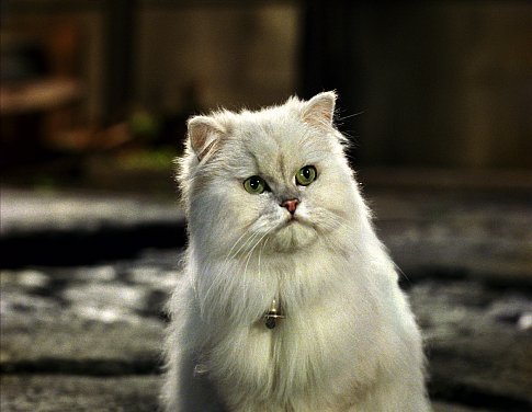 Snowbell